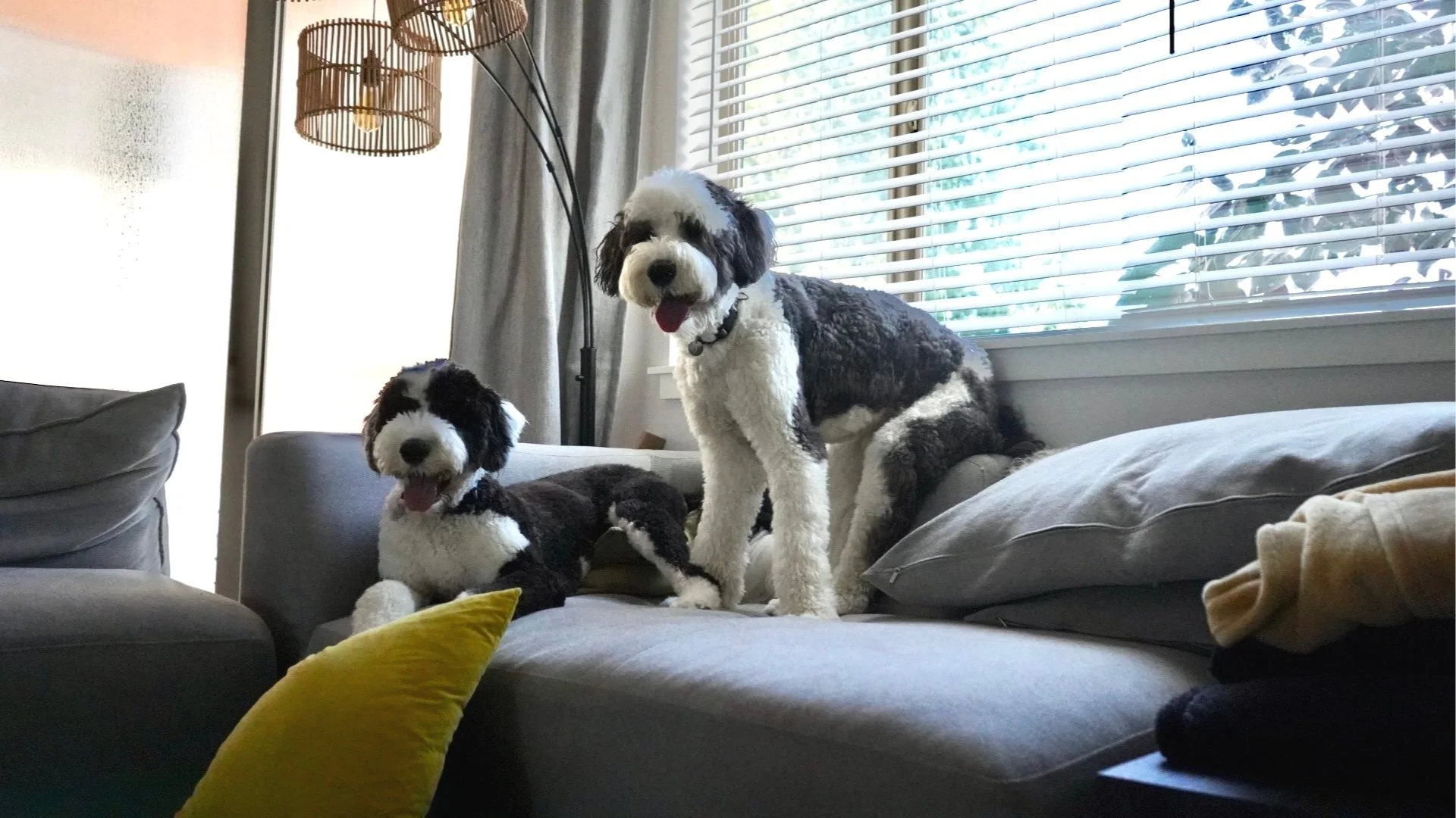 Two black-and-white Sheepadoodles resting together on a sofa